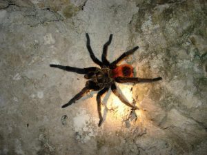 spiders belize