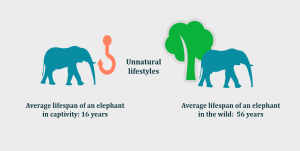 Sustainable Travel - animals
