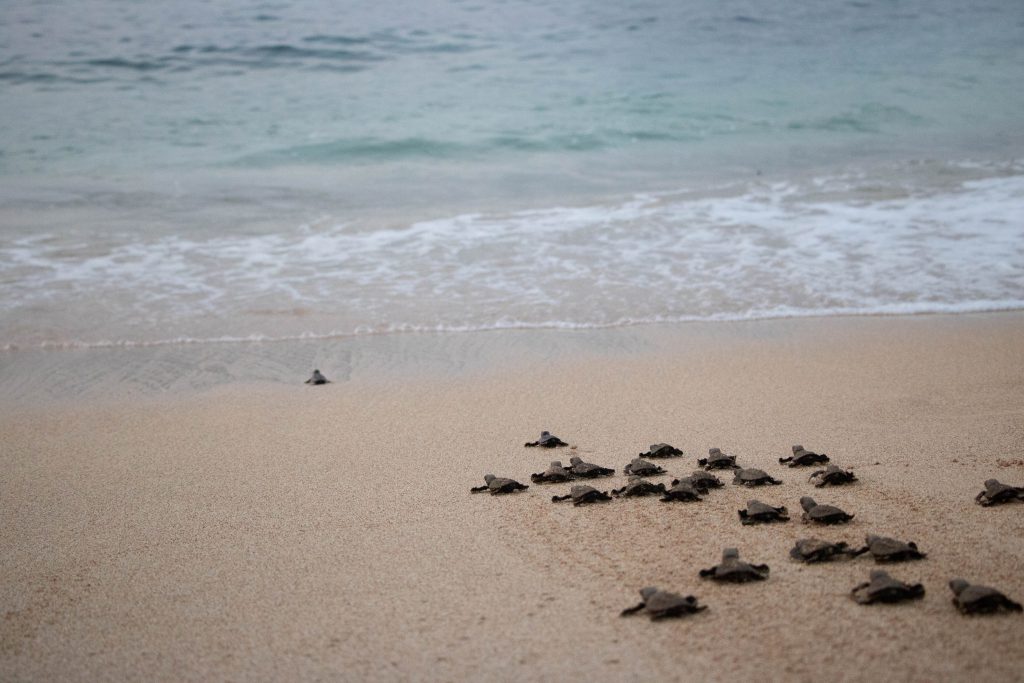 Turtle hatching Sao Tome