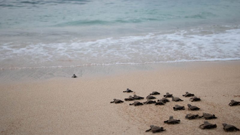 Turtle hatching Sao Tome