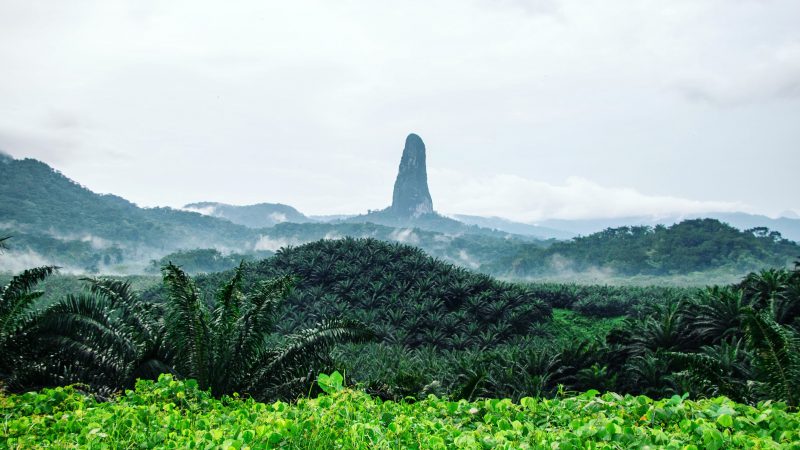 Famous Big Dog in São Tomé, Africa, Lonely Planet