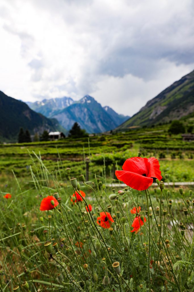 Valle D'Aosta - TravelRebel red flower, claprose, mountains in the background, cloudy day, green lush mountains