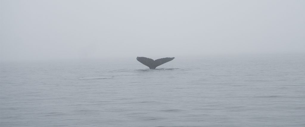 Duurzaam reizen: Walvissen spotten in West-Canada