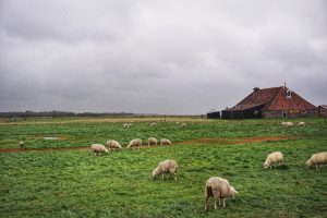 TravelRebel - Duurzaam Reizen - Waddeneilanden - Terschelling - Reisblog