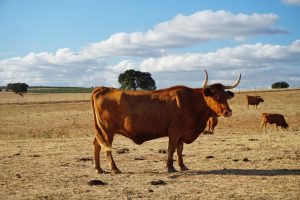 Alentejo Portugal - Typical cow/bull of Portugal