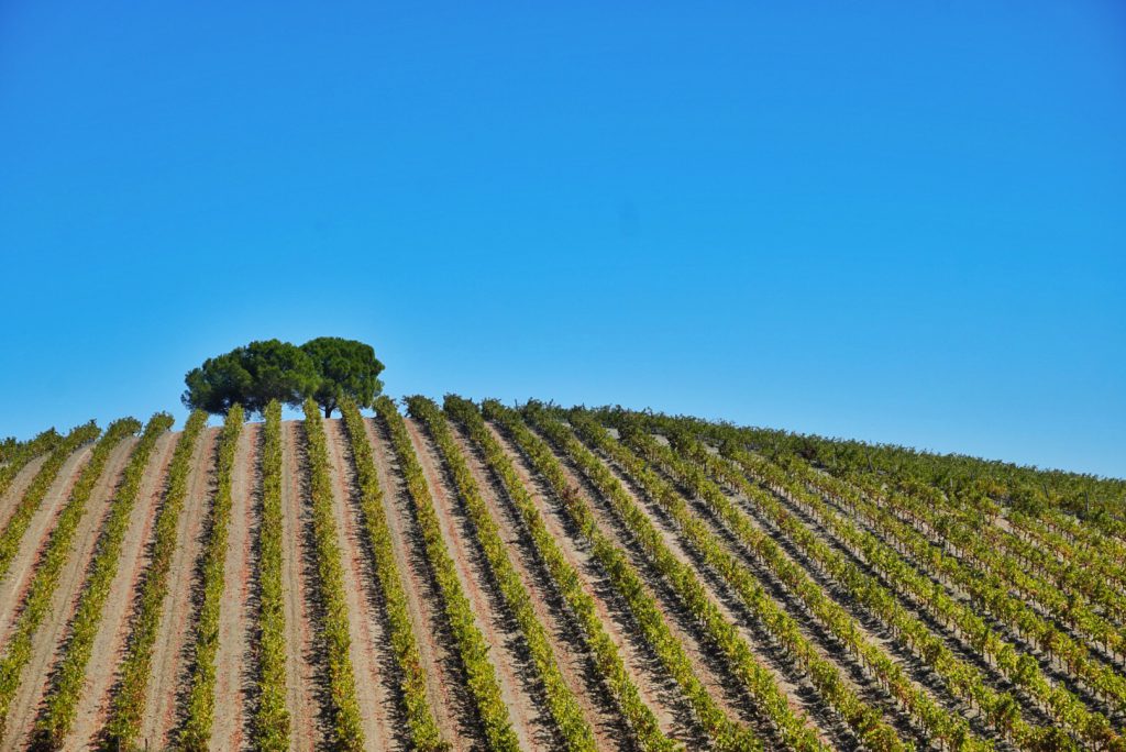 Wijngaarden in Alentejo - Portugal - blauwe lucht 