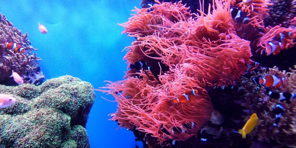 Bescherm onze koraal riffen