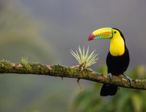 Duurzaam reizen in Costa Rica