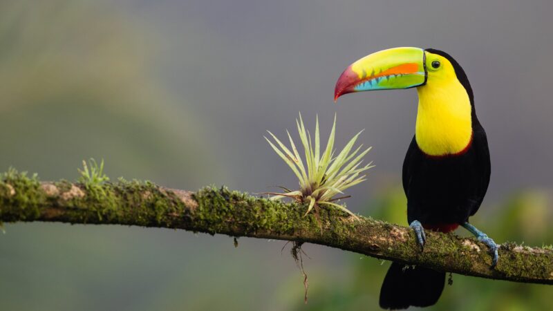 Duurzaam reizen in Costa Rica