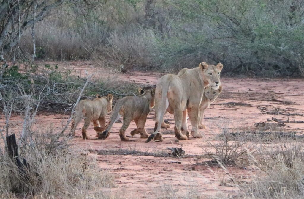 Leeuwen familie in Kenia 
Fotograaf: Charlotte Noël